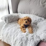 PAWNEST