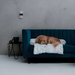 PAWNEST